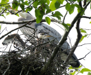 May 14, 2022 – 11am – 1:00pm Heron Chick Birthday Celebration!!