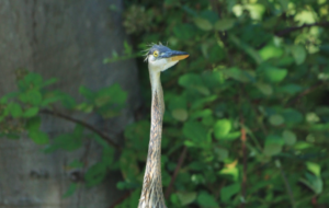 Rehabilitated Heron Released !