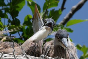 Sun. June 2, 2024 – 10am – 1pm Annual Heron Chick Birthday Celebration!