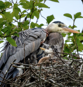 Heron Chicks Hatched!!